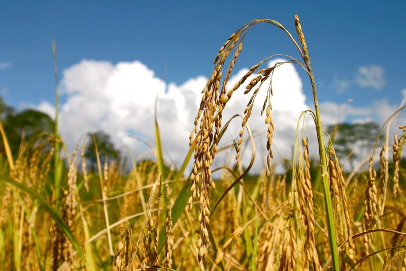 Cara Budidaya Padi Untuk Memperoleh Hasil Optimal