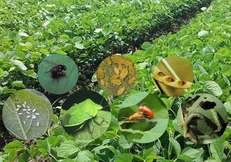 12 Ramuan Alami Pengendali Hama Tanaman