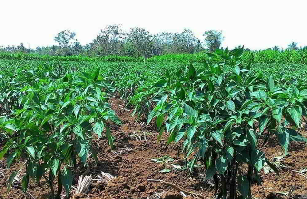 tips menanam cabe saat musim kemarau