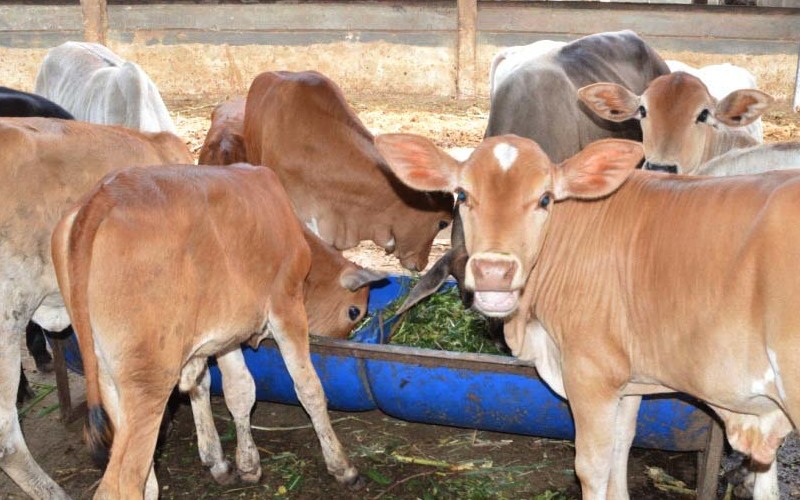 pakan fermentasi untuk ternak
