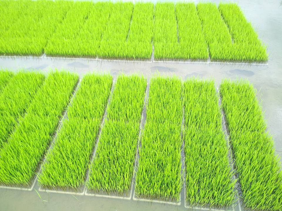 4 Tips Menyemai Benih Padi