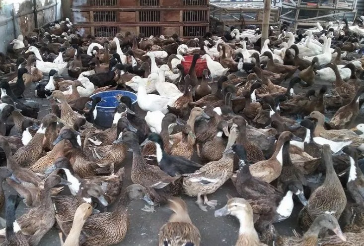 Beternak Bebek Pedaging