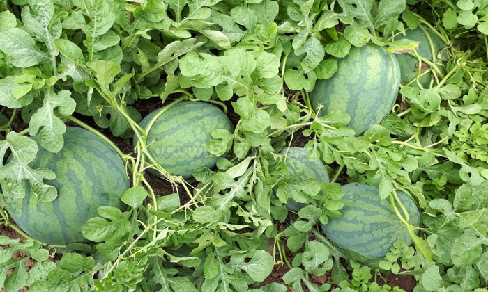 sukses menanam semangka di musim kemarau