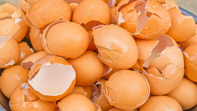 Menyuburkan Tanaman Dengan Bahan Alami