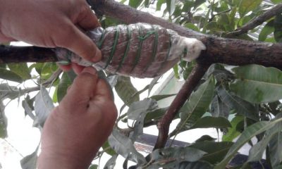 trik mencangkok pohon mangga