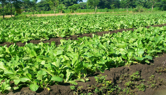 budidaya caisim organik