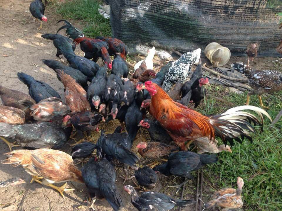 10 Bahan Pakan Alternatif Untuk Pakan Ayam