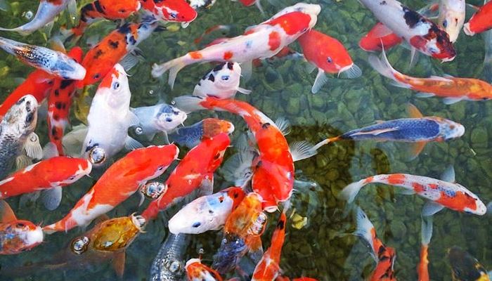 Budidaya Ikan Koi