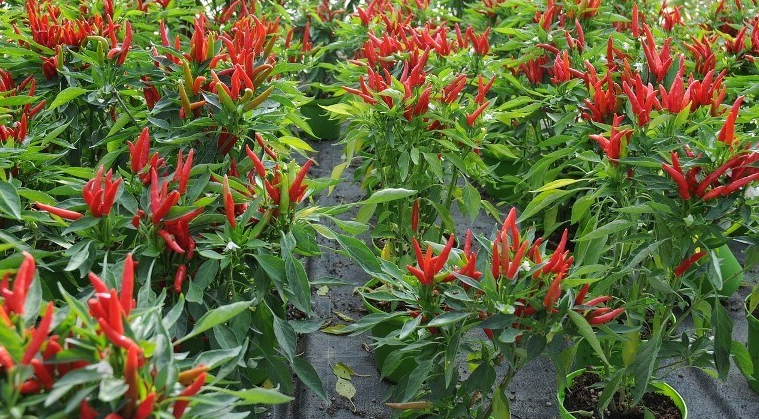 6 Tips Menanam Cabe Rawit