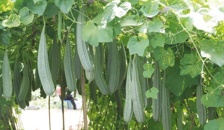 5 Langkah Mudah Budidaya Oyong Dalam Pot