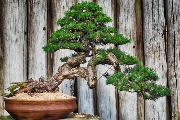 Tips Membuat Tanaman Bonsai