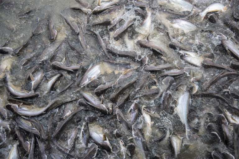 6 Pakan Alternatif Ikan Lele
