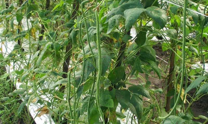 Sukses Menanam Kacang Panjang