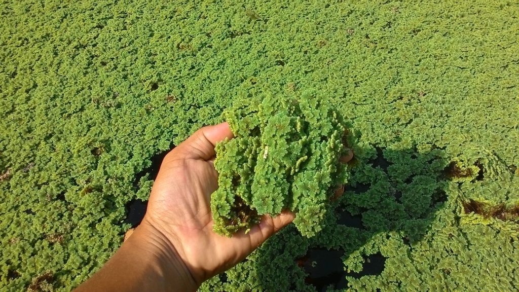 manfaat tanaman azolla