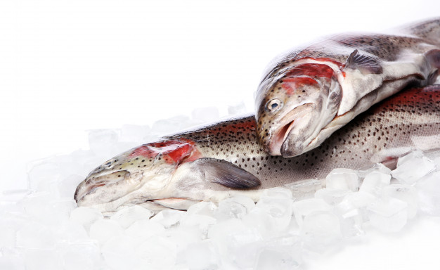 ikan salmon