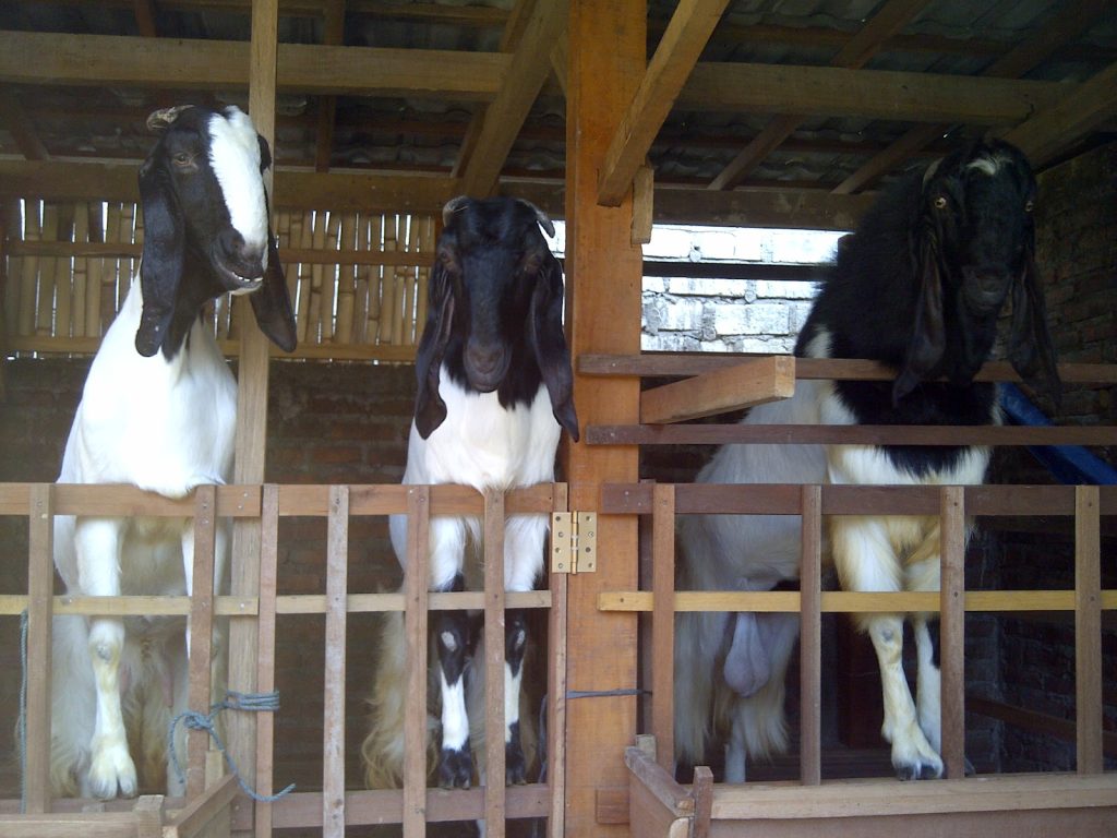 susu kambing etawa