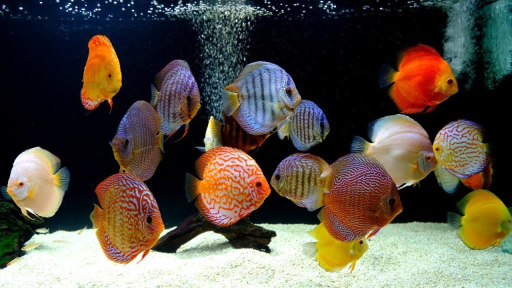 mengenal ikan diskus
