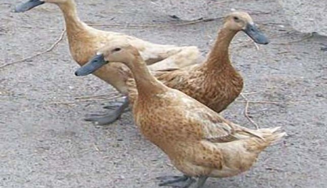 sekilas-tentang-ternak-bebek