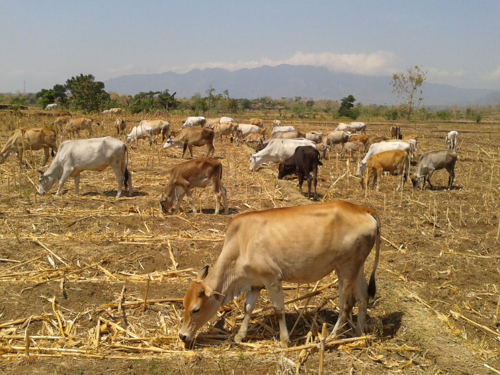 MENGENAL SAPI JABRES BREBES