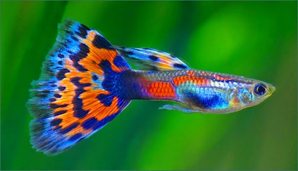 budidaya-ikan-guppy