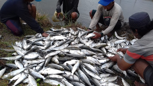 mengenal-ikan-bandeng