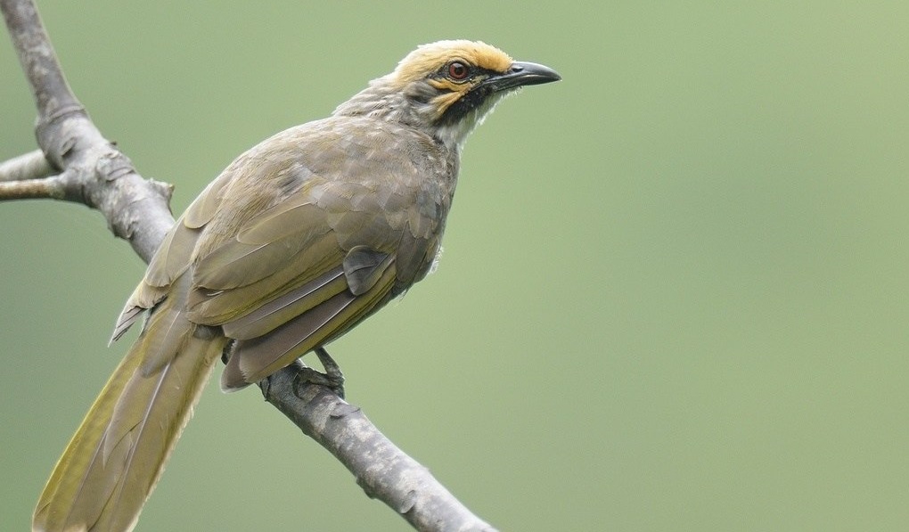 Cara budidaya Burung Cucak Rawa