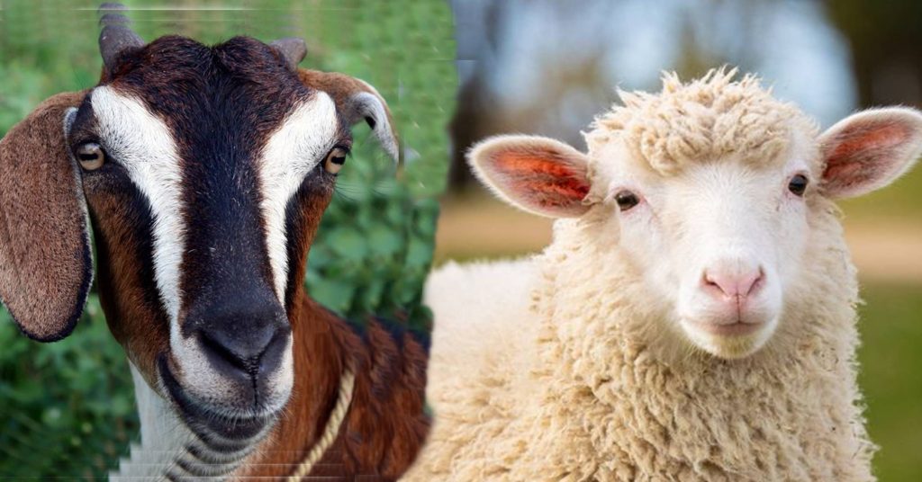 mengenal-perbedaan-domba-dan-kambing