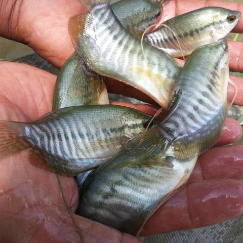 cara-budidaya-ikan-sepat