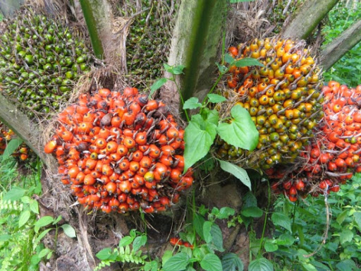 sejarah-kelapa-sawit-di-indonesia