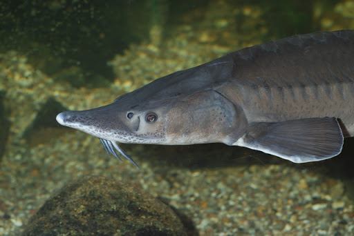 ikan-STURGEON-penghasil-telur-termahal