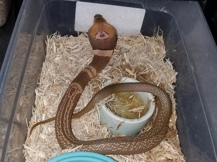 mengenal-cara-berternak-ular-cobra
