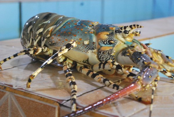 mengenal-lobster-mutiara