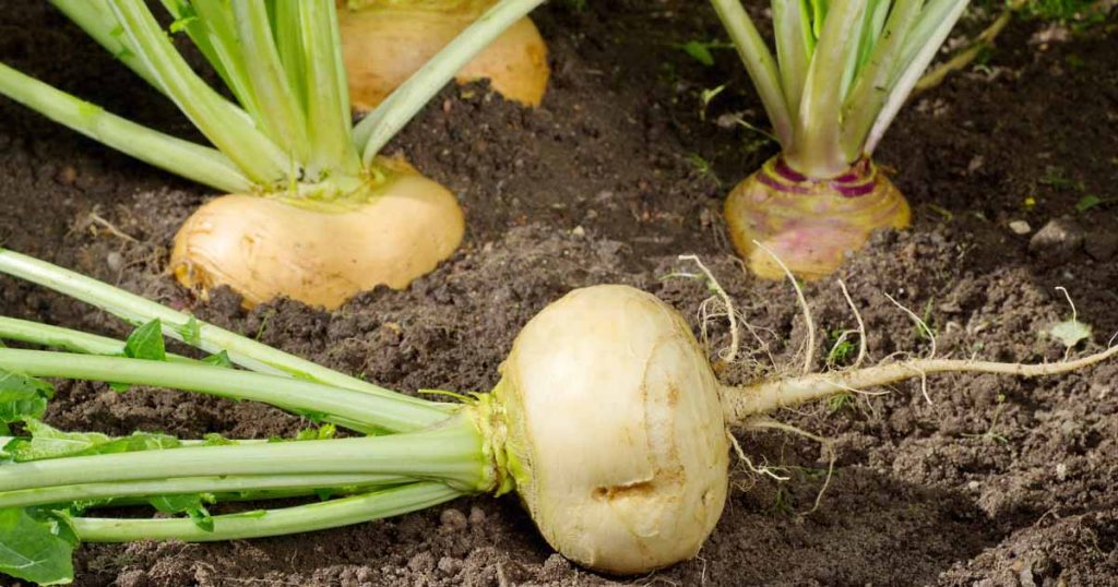 mengenal-turnip-sayuran-eropa