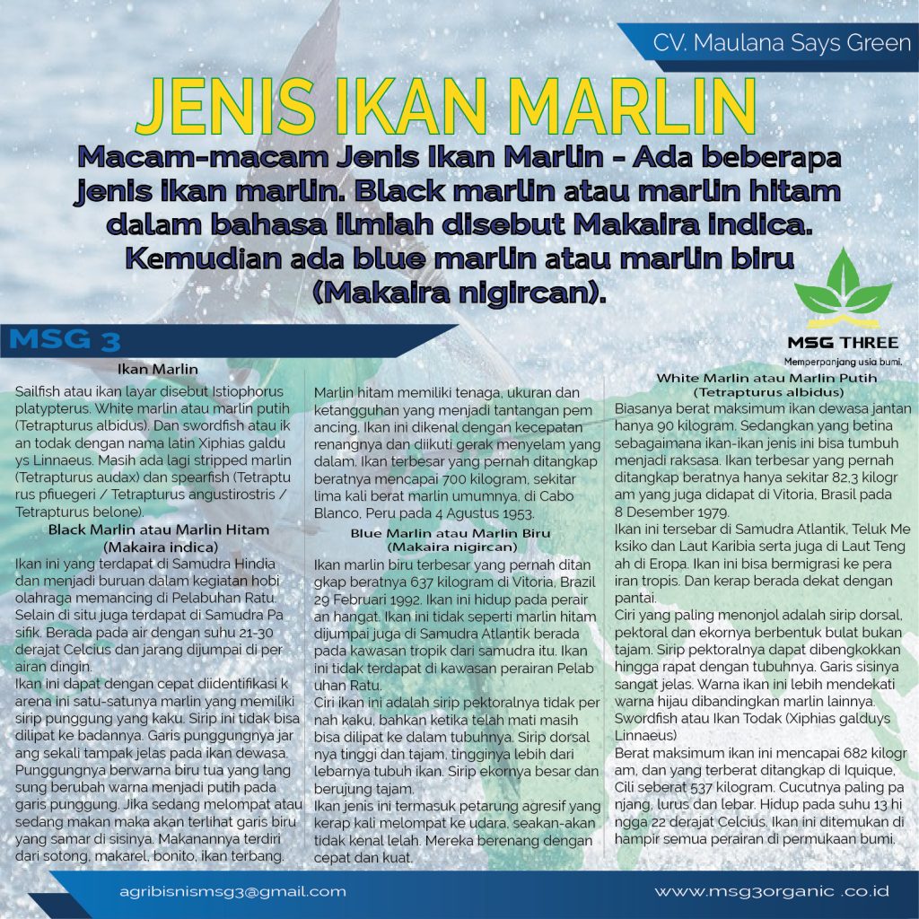 jenis-ikan-marlin