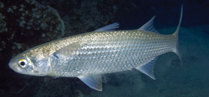 mengenal-ikan-blanak