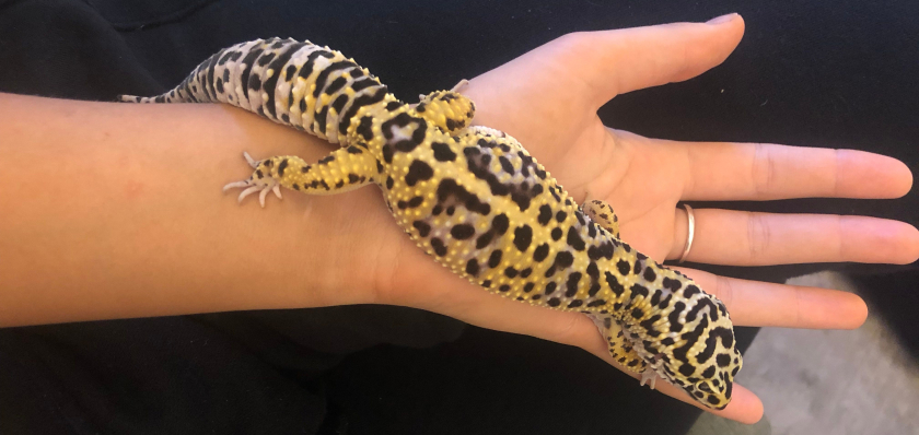 beternak-leopard-gecko
