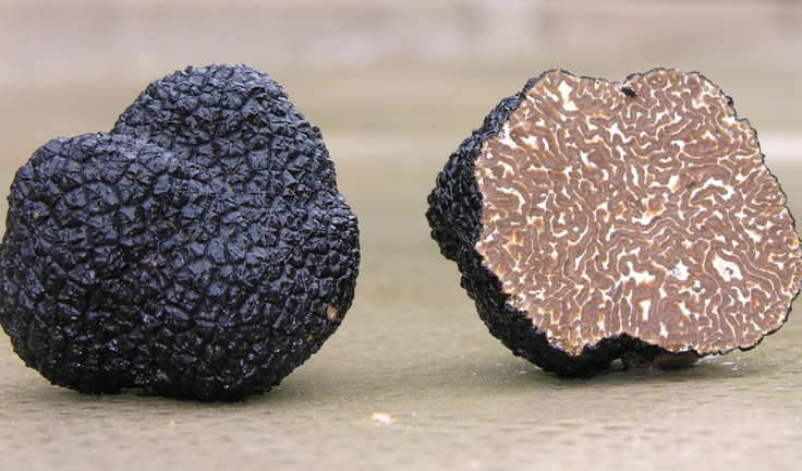 Truffle-jamur-termahal-didunia