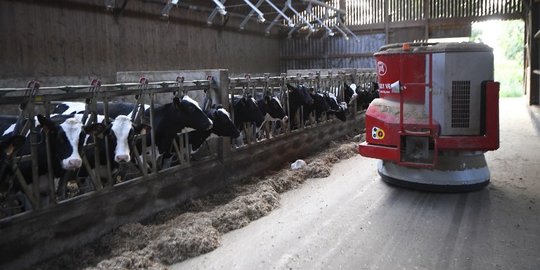 Teknologi-Robot-Pada-Peternakan-Sapi-Modern