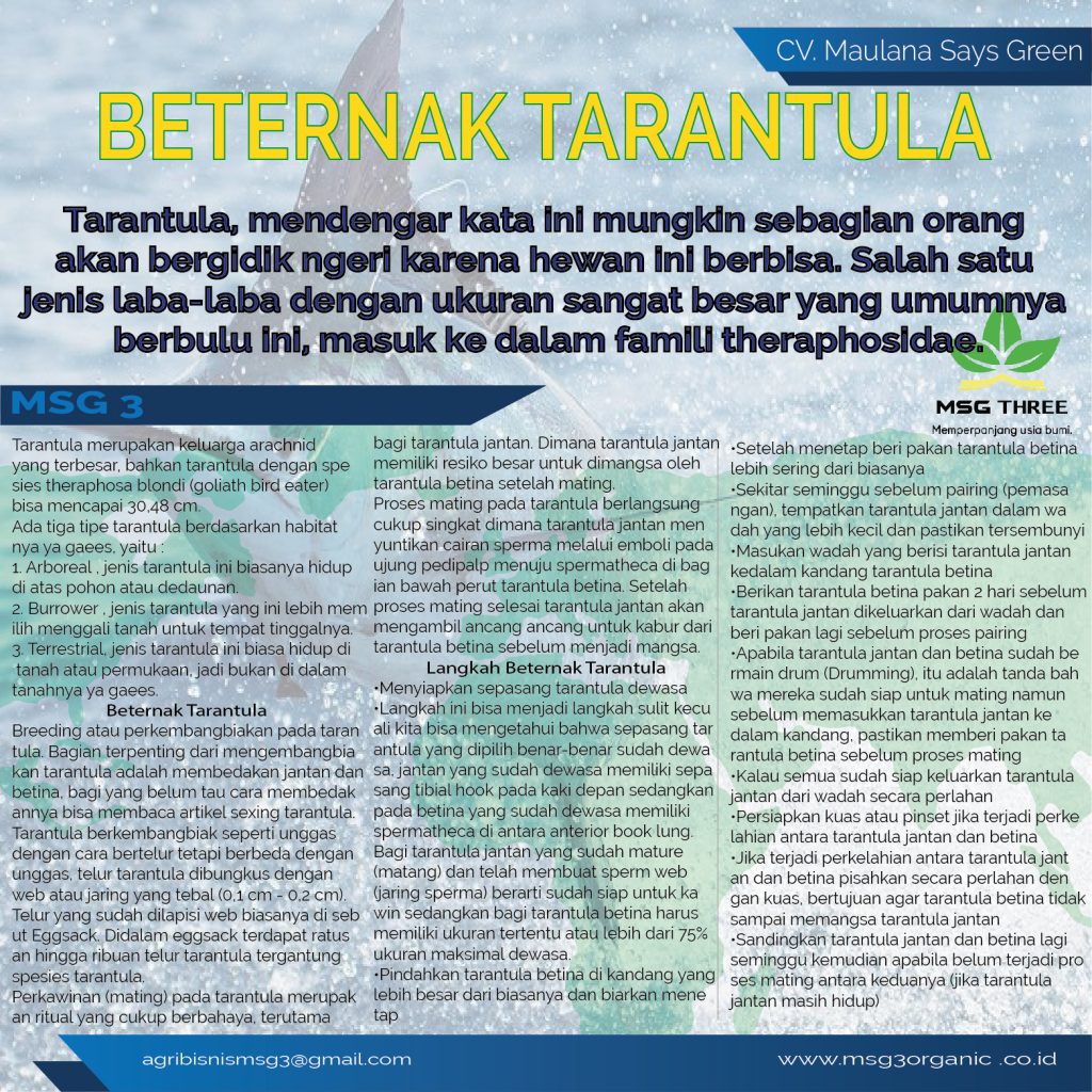 cara-ternak-laba-laba-tarantula