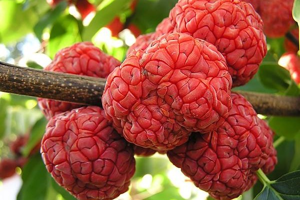 buah-unik-dari-berbagai-negara