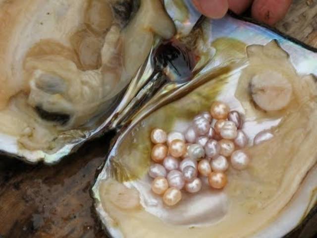 mengenal-kerang-penghasil-mutiara