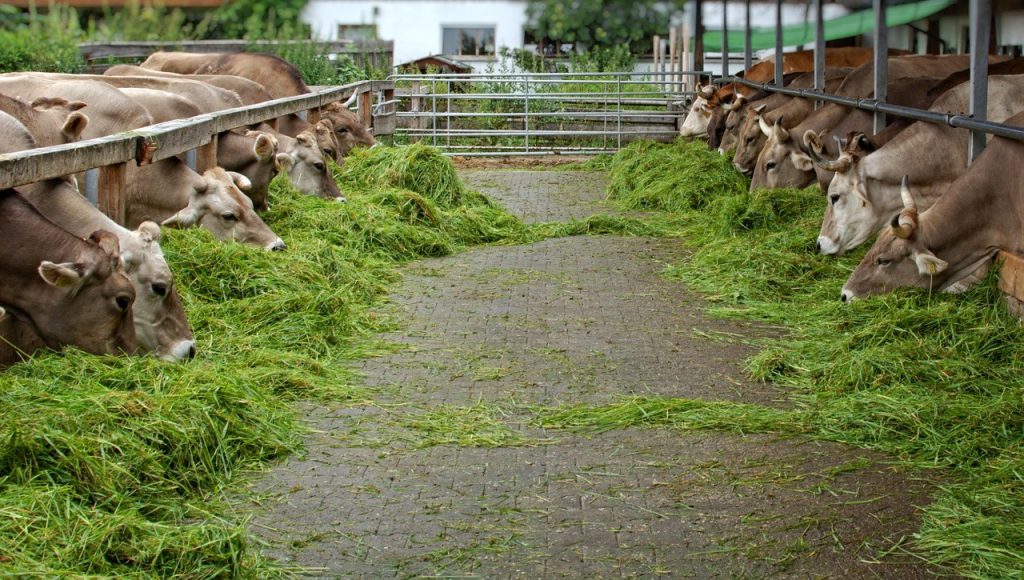 Jenis-Pakan-Sapi-Potong-dan-Perah-Agar-Cepat-Gemuk