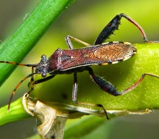 mengenal-beragam-hama-pertanian
