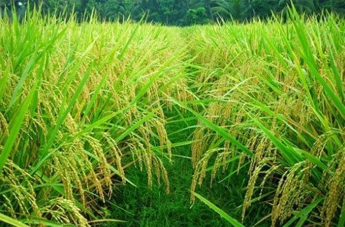Tanaman-Padi-(Oryza Sativa)