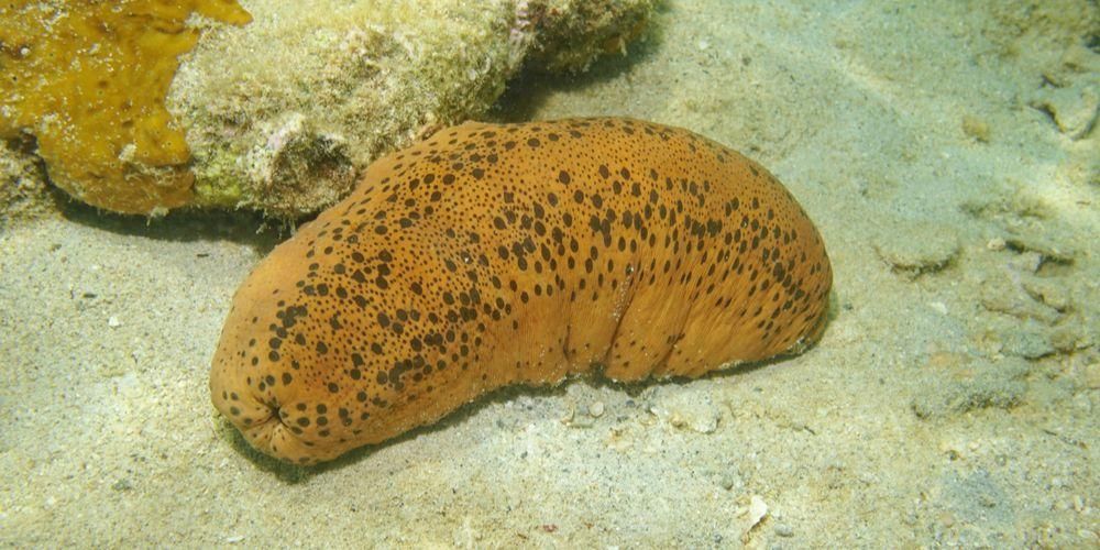 teripang-laut-atau-timun-laut