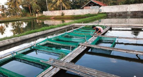 budidaya-ikan-tuna-di-karamba-jaring-apung