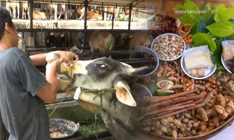 jamu-nafsu-makan-sapi