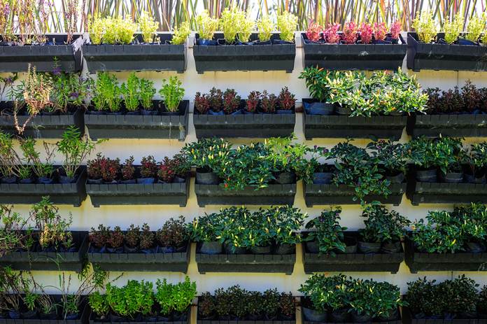 Membuat-Kebun-Sayur-Mini-di-Halaman-Rumah