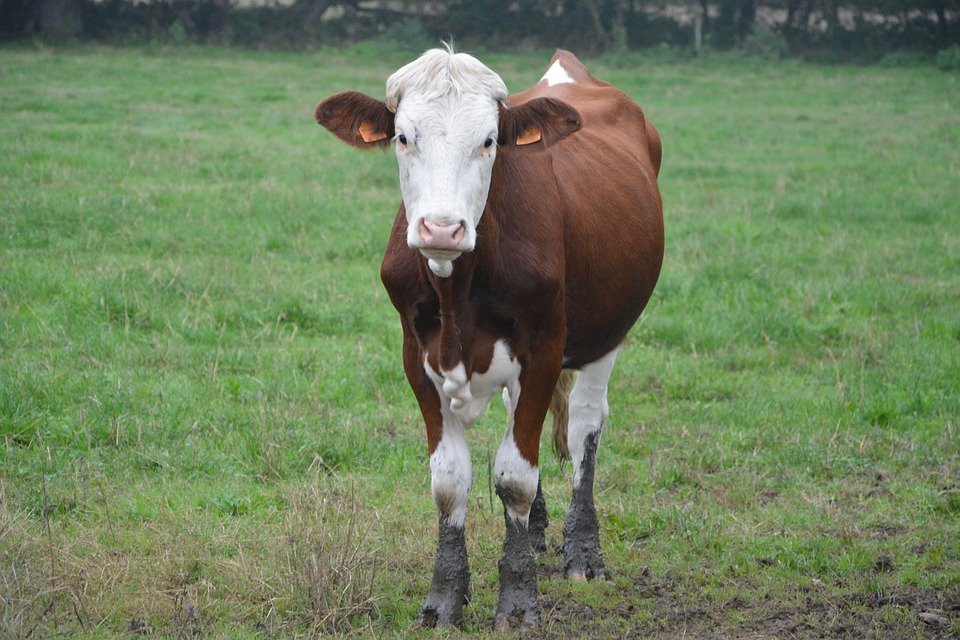 merawat-anak-sapi-tumbuh-sehat