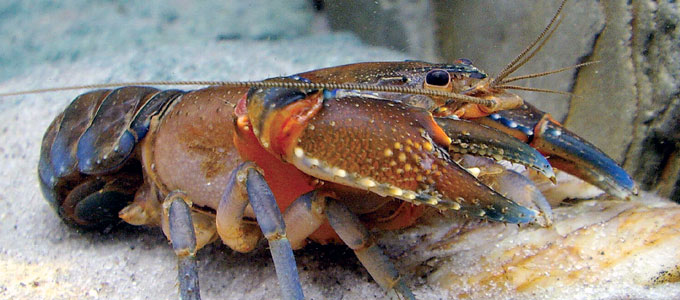 budidaya-lobster-air-tawar